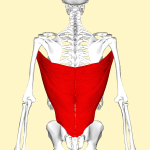 Latissimus Dorsi