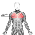 Pectoralis