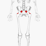 Piriformis