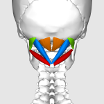 Suboccipital