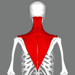 Trapezius